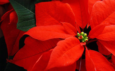 La flor de Navidad: la tradicional nochebuena